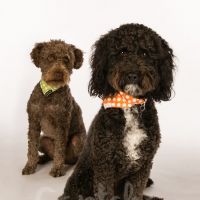 Studio Portraiture